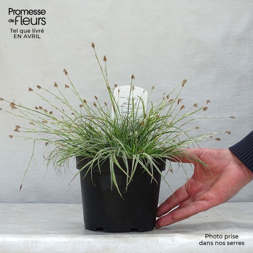 Carex conica Snowline 8/9 cm pot sample as delivered in spring