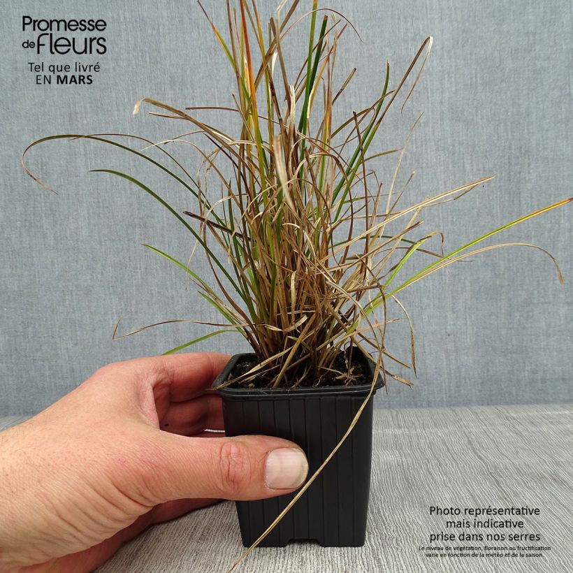 Carex dipsacea 8/9 cm pot sample as delivered in spring