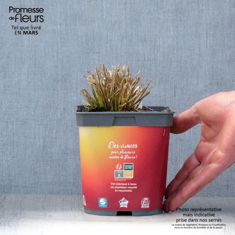Carex elata Aurea 2L/3L pot sample as delivered in spring