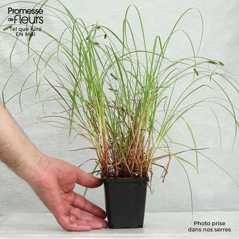 Carex flacca 8/9 cm pot sample as delivered in spring