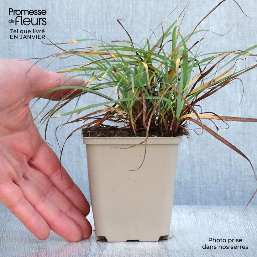 Carex flacca Blue Zinger 8/9 cm pot sample as delivered in winter