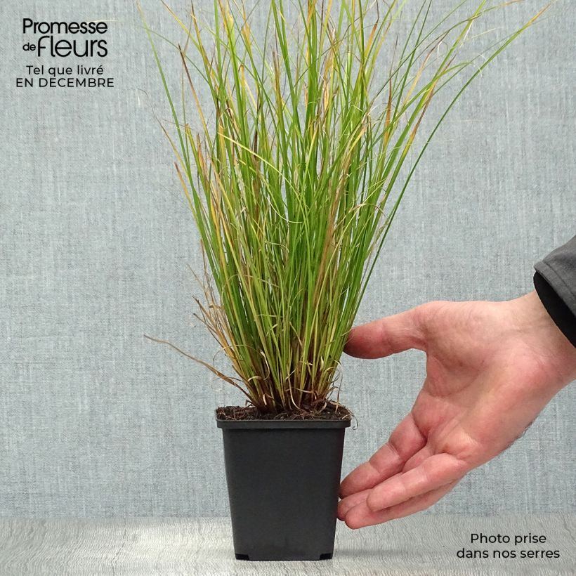 Carex flagellifera Kiwi 8/9 cm pot sample as delivered in winter