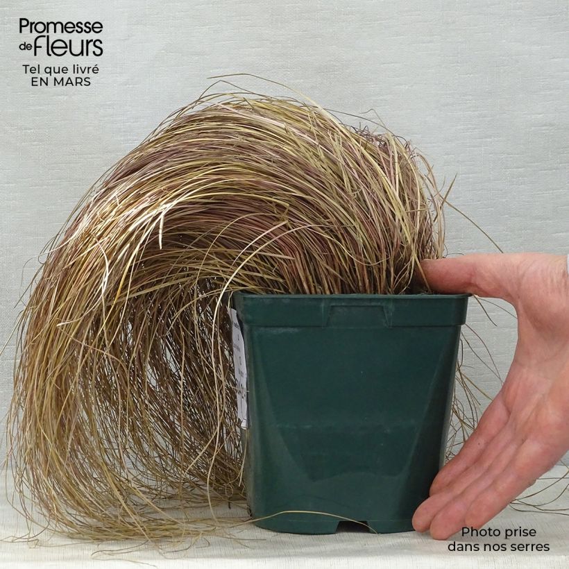 Carex flagellifera 2L/3L pot sample as delivered in spring