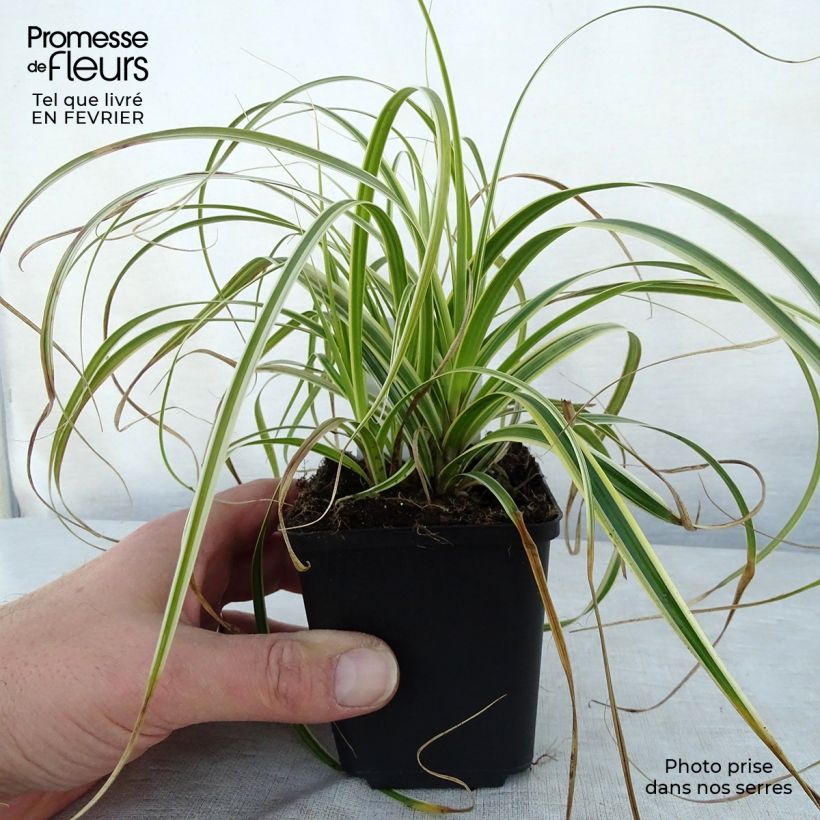 Carex Feather Falls 8/9 cm pot sample as delivered in winter
