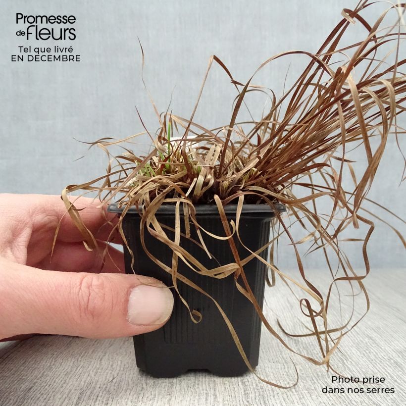 Carex montana 8/9 cm pot sample as delivered in winter