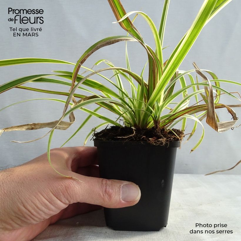 Carex morrowii Aureovariegata 8/9 cm pot sample as delivered in spring