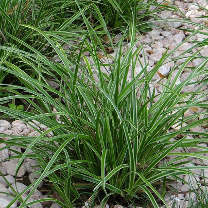 Carex morrowii Ice Dance (Plant habit)