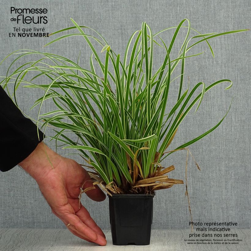 Carex morrowii Ice Dance 8/9 cm pot sample as delivered in autumn