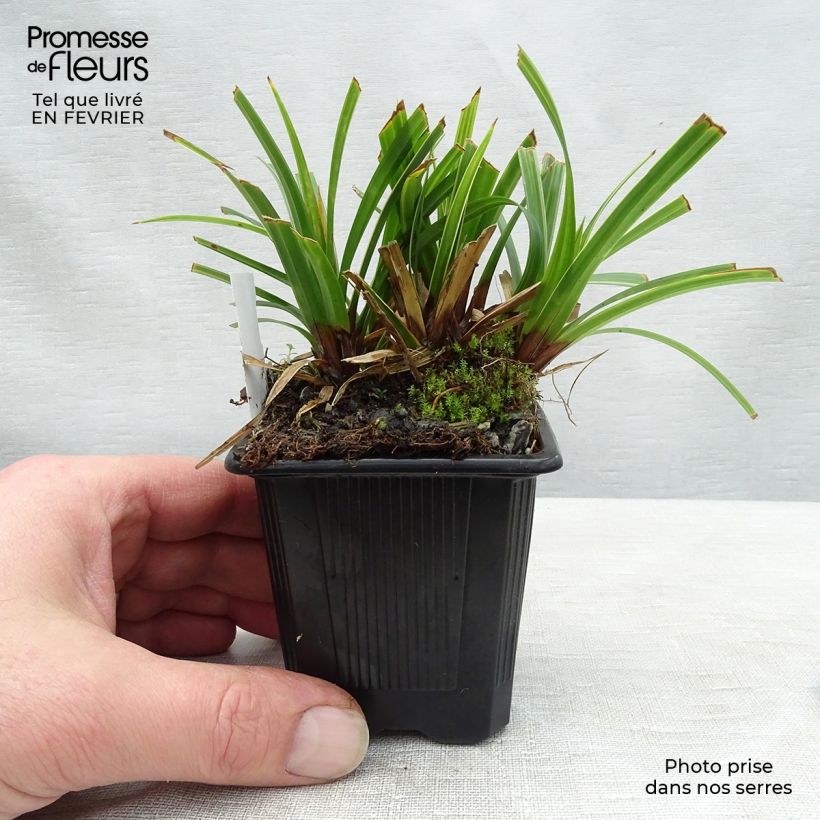 Carex morrowii Ice Dance 8/9 cm pot sample as delivered in winter