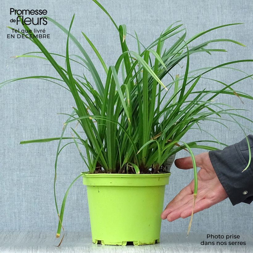 Carex&#x20;morrowii&#x20;Irish&#x20;Green&#x20;2L&#x2F;3L&#x20;pot&#x20;sample&#x20;as&#x20;delivered&#x20;in&#x20;winter