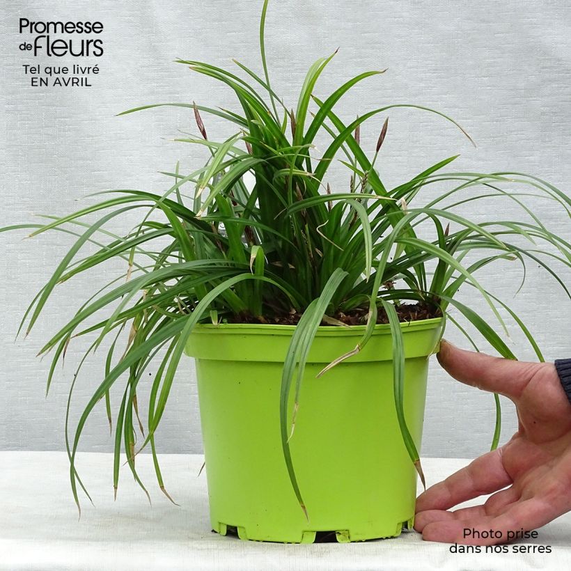 Carex morrowii Irish Green 2L/3L pot sample as delivered in spring