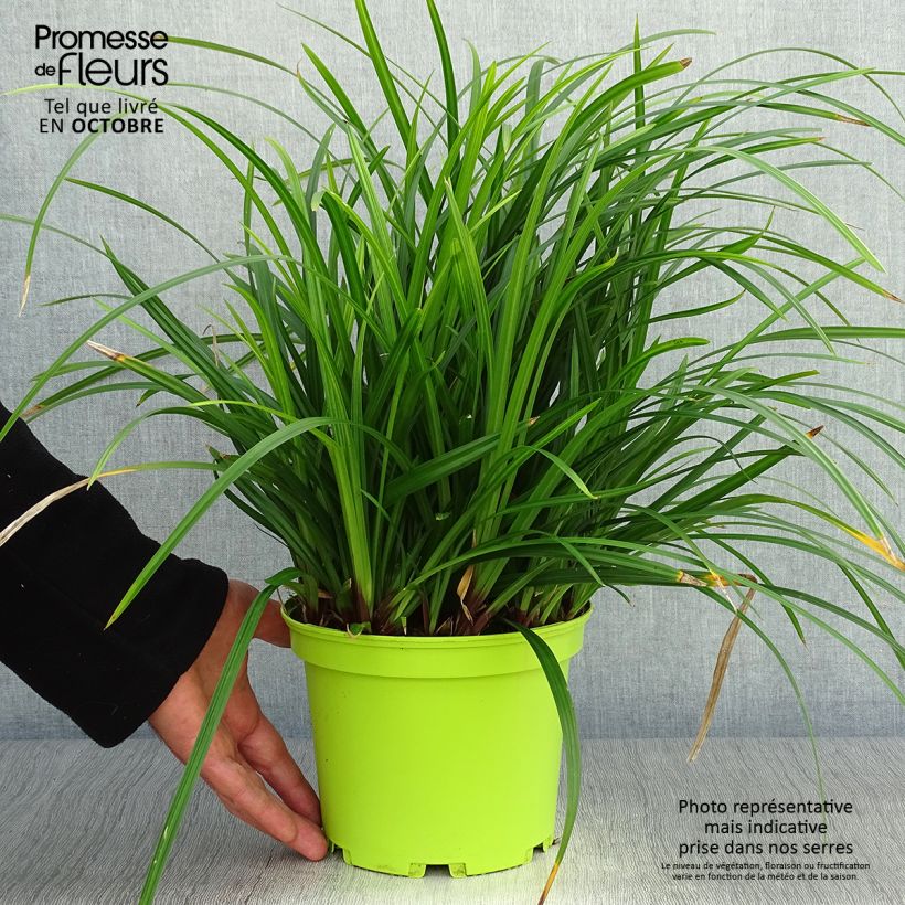 Carex morrowii Irish Green 2L/3L pot sample as delivered in autumn
