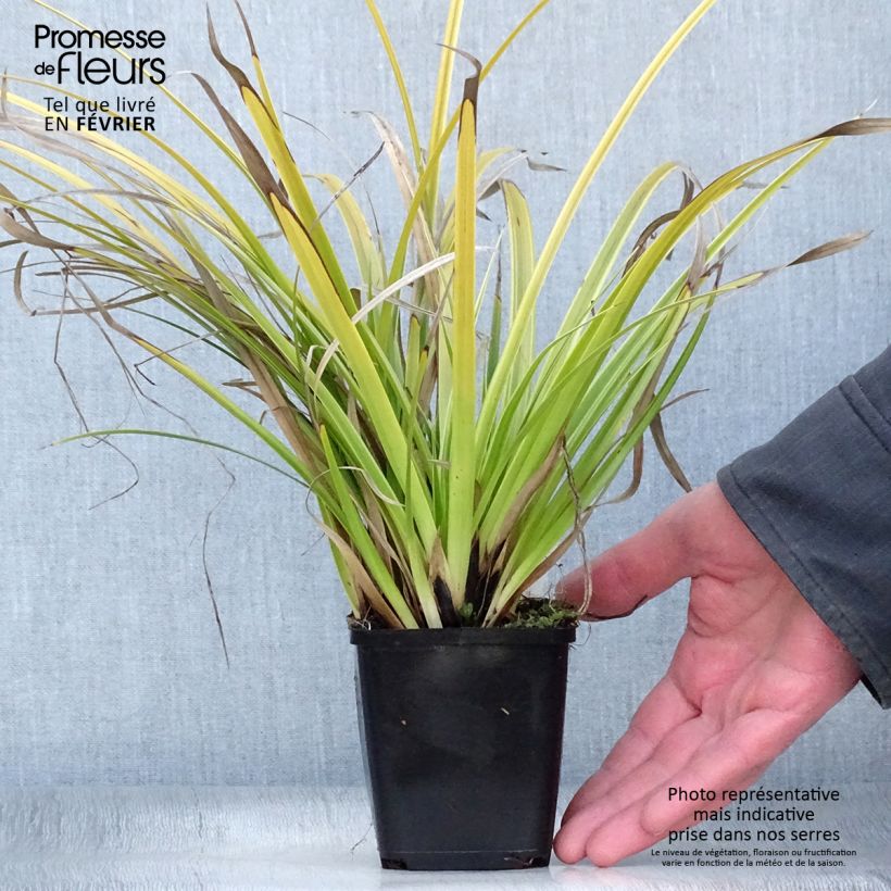 Carex morrowii Variegata 8/9 cm pot sample as delivered in winter