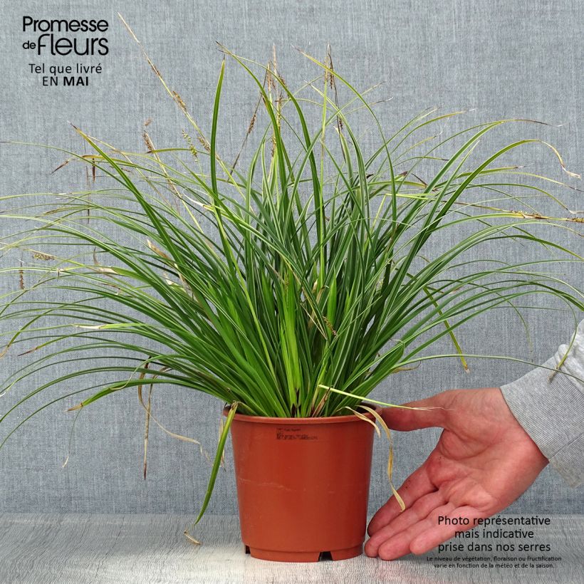 Carex morrowii Variegata 1L/1.5L pot sample as delivered in spring