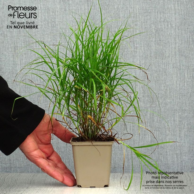 Carex muskingumensis 8/9 cm pot sample as delivered in autumn