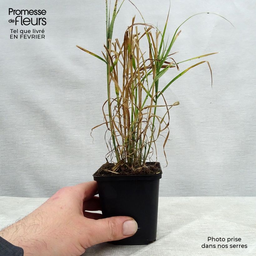 Carex muskingumensis 8/9 cm pot sample as delivered in winter