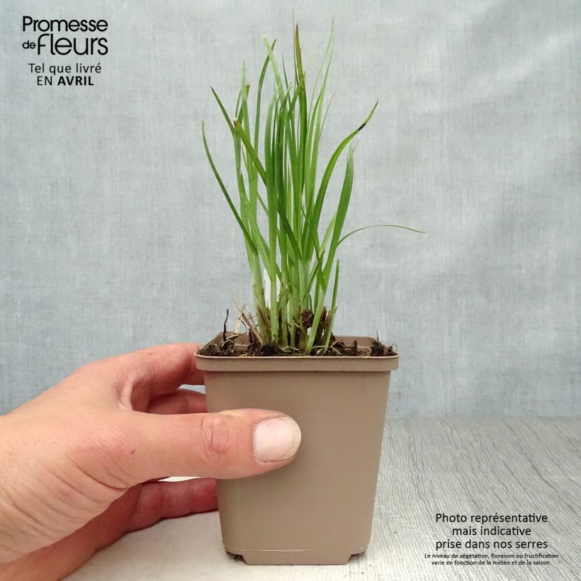 Carex muskingumensis 8/9 cm pot sample as delivered in spring