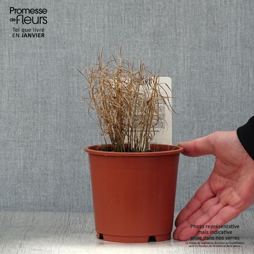 Carex muskingumensis Little Midge 1L/1.5L pot sample as delivered in winter