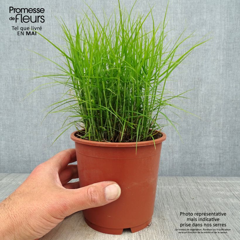 Carex muskingumensis Little Midge 1L/1.5L pot sample as delivered in spring
