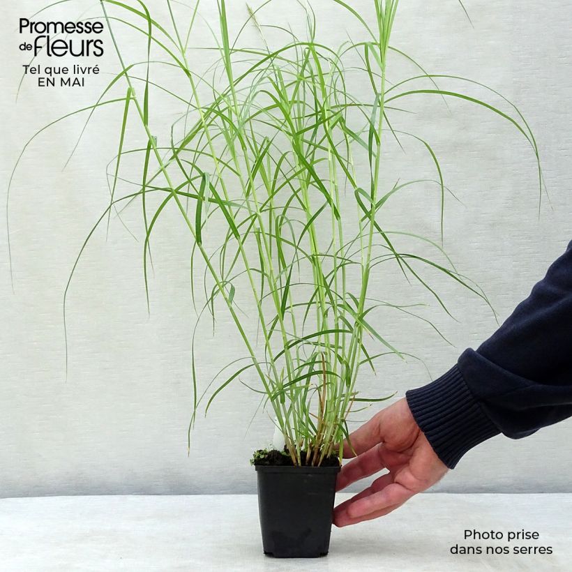 Carex muskingumensis Silberstreif 8/9 cm pot sample as delivered in spring