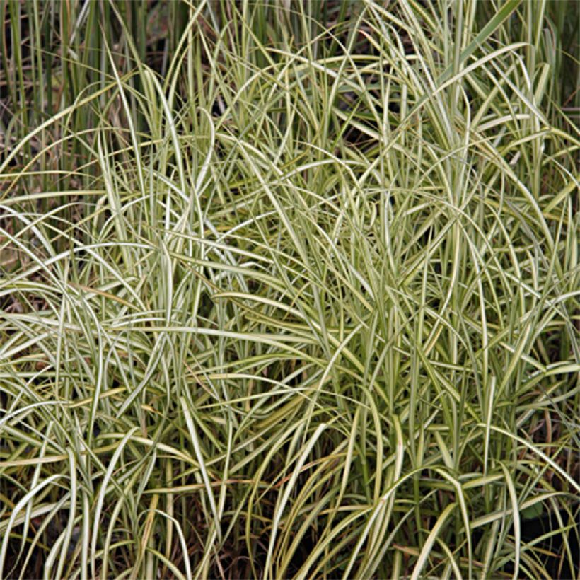 Carex muskingumensis Silberstreif (Foliage)