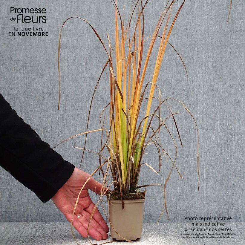 Carex nigra 8/9 cm pot sample as delivered in autumn