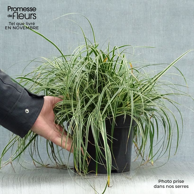 Carex oshimensis Evercream - Oshima Sedge 2L/3L pot sample as delivered in autumn