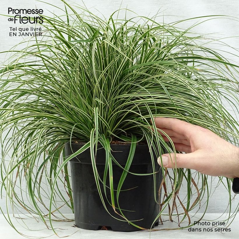 Carex oshimensis Evercream - Oshima Sedge 2L/3L pot sample as delivered in winter