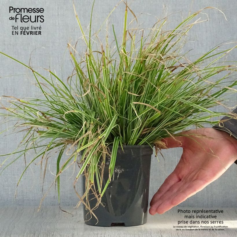 Carex oshimensis Everest - Oshima sedge 2L/3L pot sample as delivered in winter