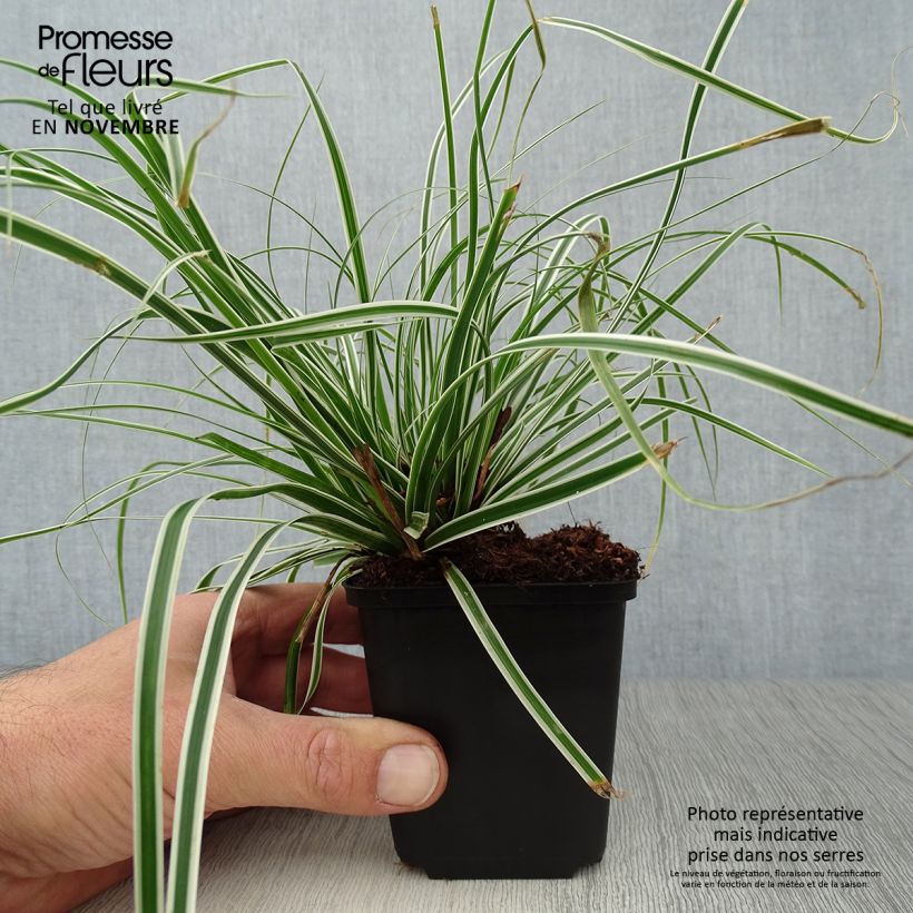 Carex oshimensis Everest - Oshima sedge 8/9 cm pot sample as delivered in autumn