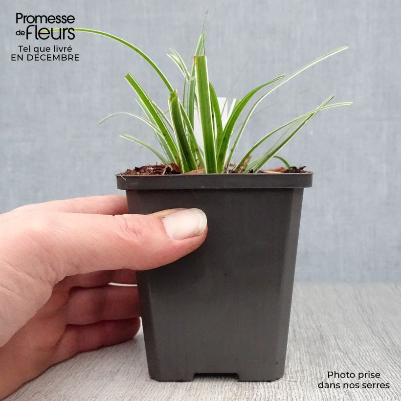Carex oshimensis Everest - Oshima sedge 8/9 cm pot sample as delivered in winter