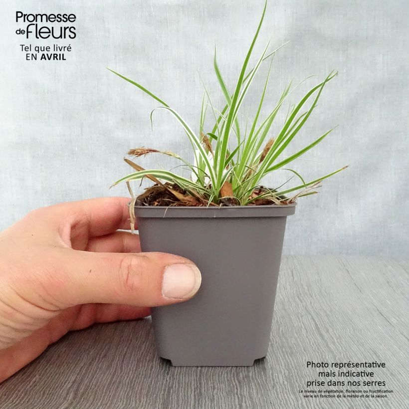 Carex oshimensis Everest - Oshima sedge 8/9 cm pot sample as delivered in spring