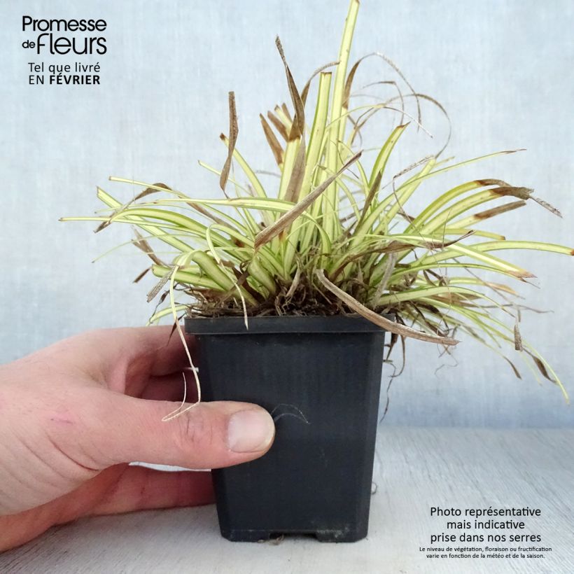 Carex oshimensis Evergold - Oshima Sedge 8/9 cm pot sample as delivered in winter