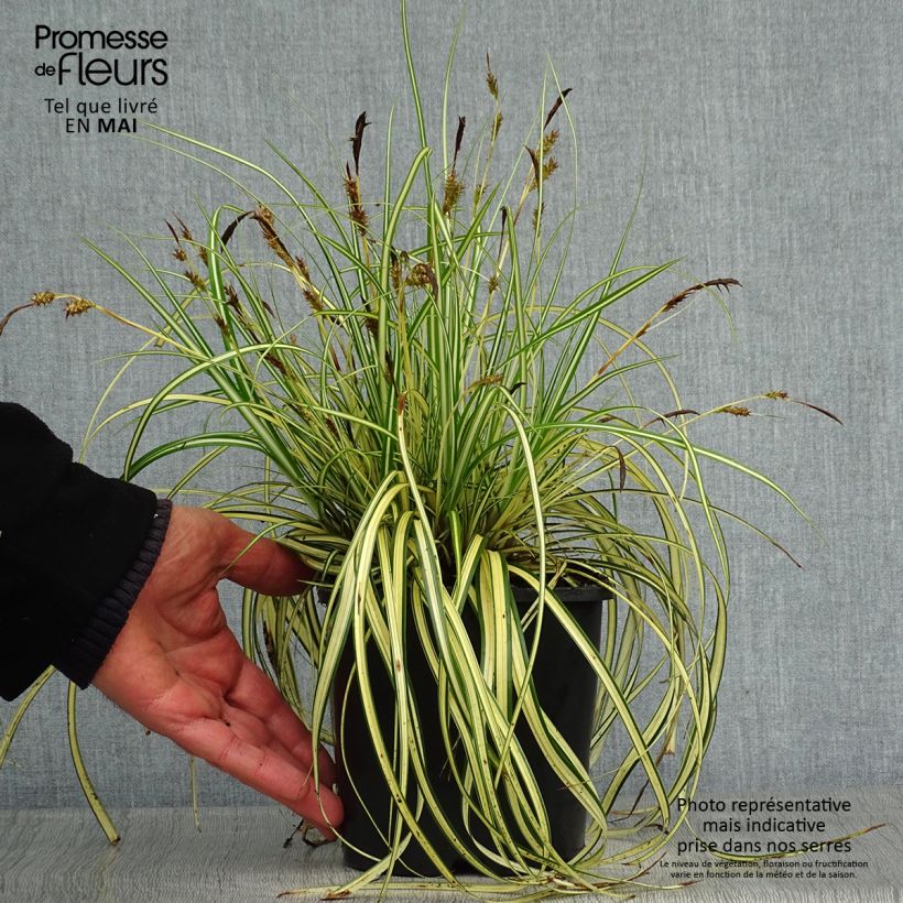 Carex oshimensis Evergold - Oshima Sedge 2L/3L pot sample as delivered in spring