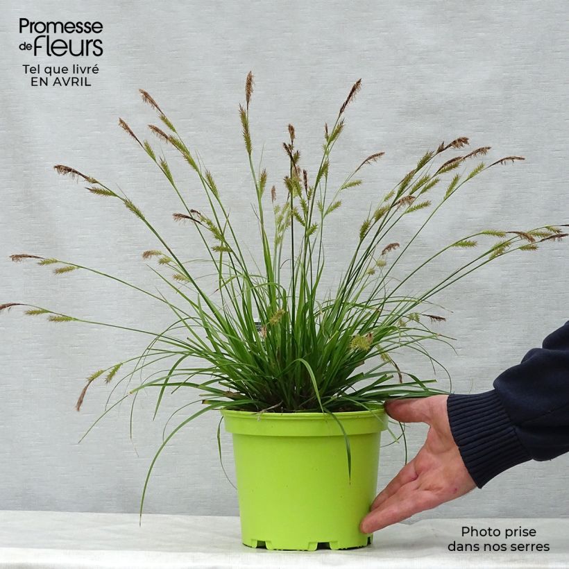 Carex oshimensis Evergreen - Oshima Sedge 2L/3L pot sample as delivered in spring