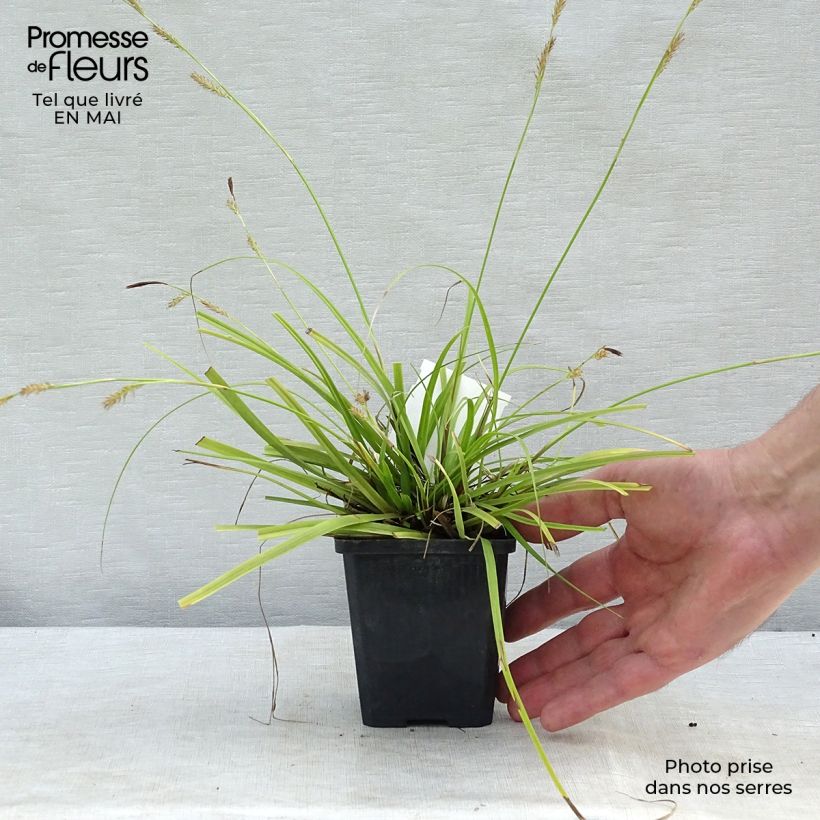Anthericum ramosum 8/9 cm pot sample as delivered in spring