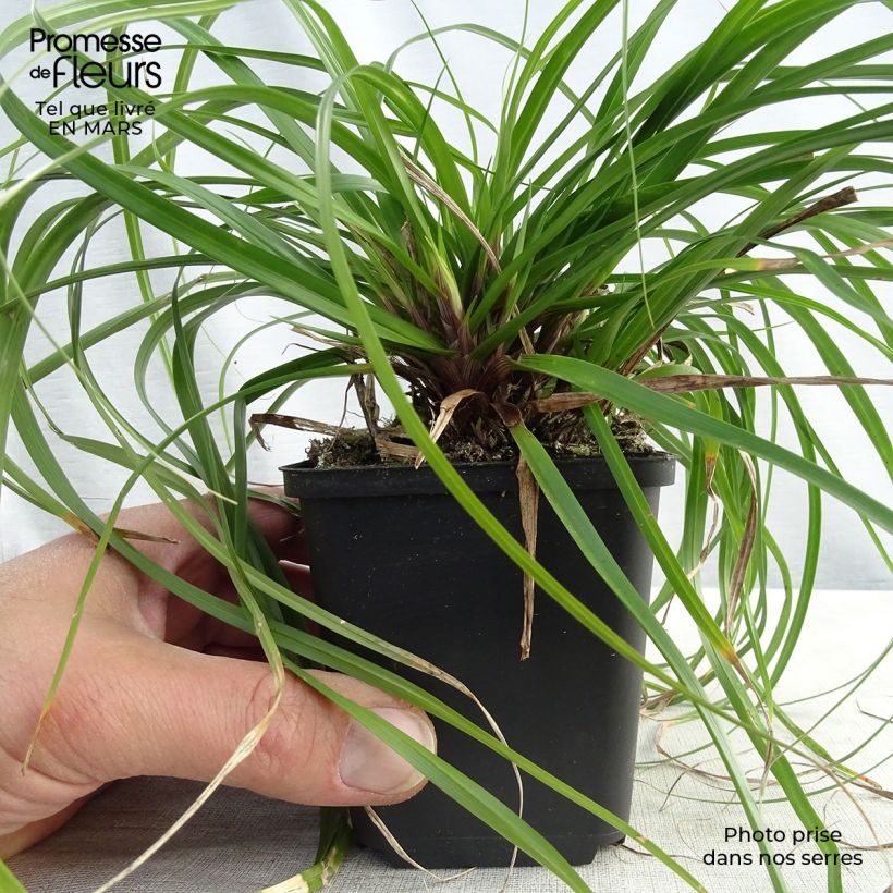 Carex oshimensis Evergreen - Oshima Sedge 8/9 cm pot sample as delivered in spring