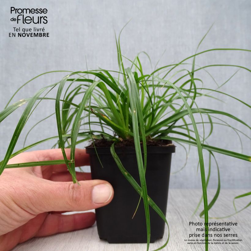 Carex oshimensis Evergreen - Oshima Sedge 8/9 cm pot sample as delivered in autumn