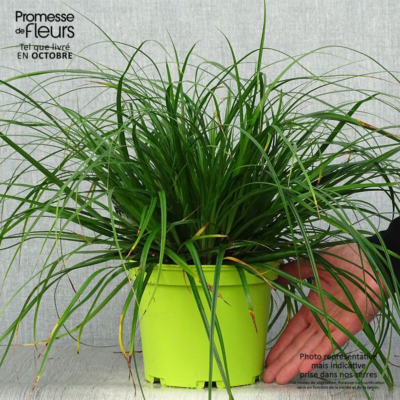 Carex oshimensis Evergreen - Oshima Sedge 2L/3L pot sample as delivered in autumn