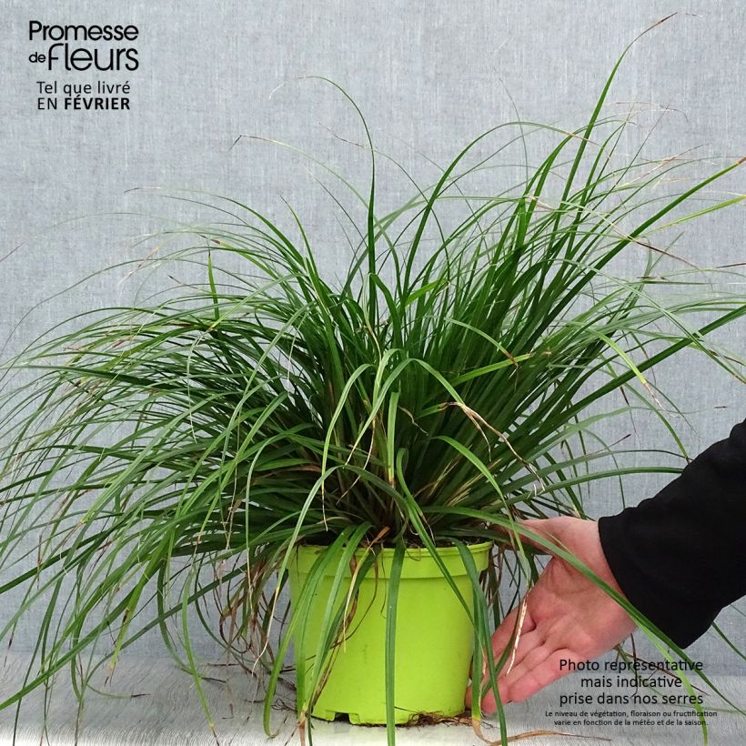 Carex oshimensis Evergreen - Oshima Sedge 2L/3L pot sample as delivered in winter