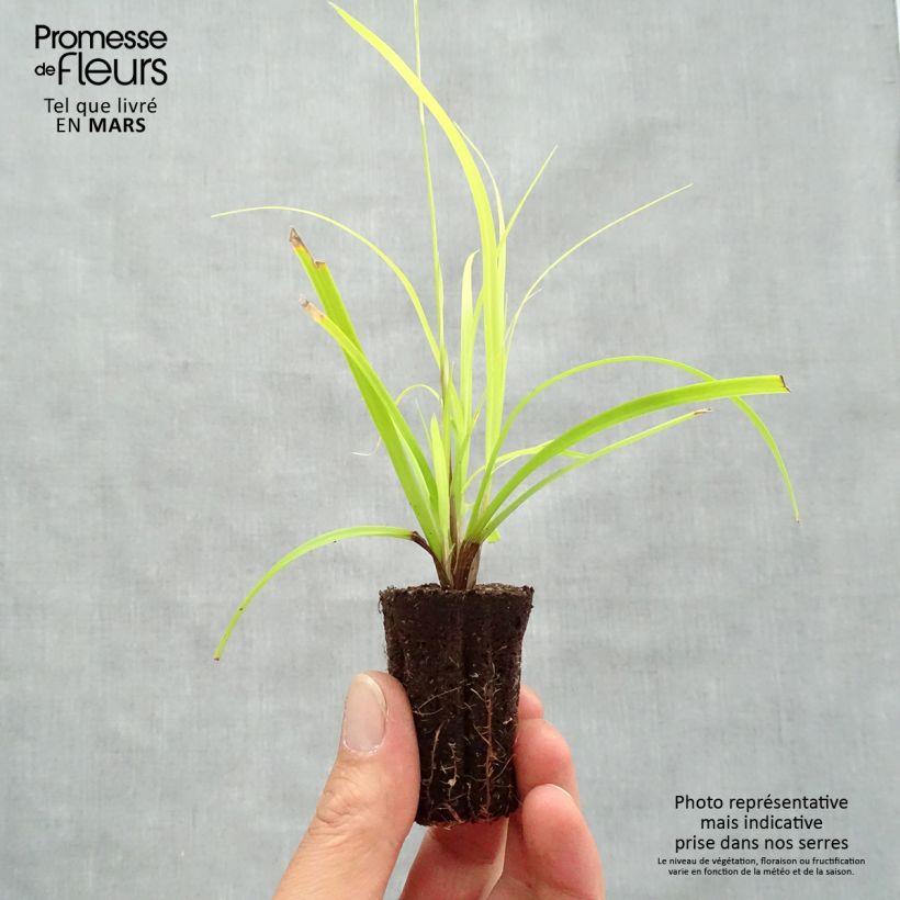 Carex oshimensis Everillo - Oshima Sedge Plug plant 3/4cm sample as delivered in spring