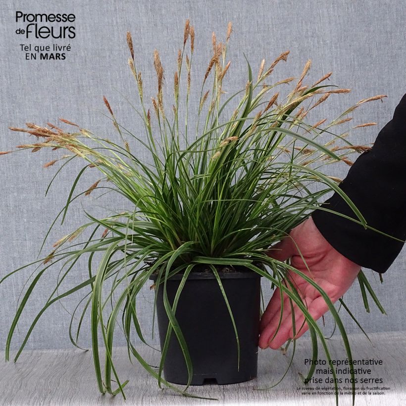 Carex oshimensis EverColor Everlime - Oshima Sedge 2L/3L pot sample as delivered in winter