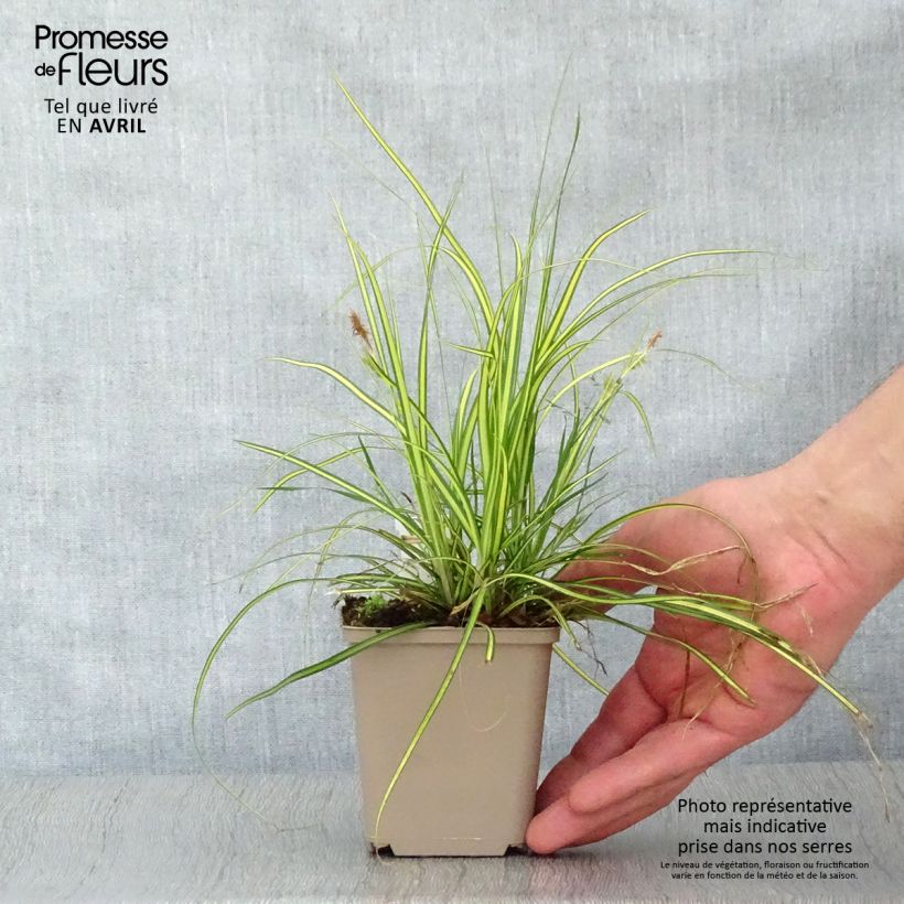 Carex oshimensis Eversheen - Oshima Sedge 8/9 cm pot sample as delivered in spring