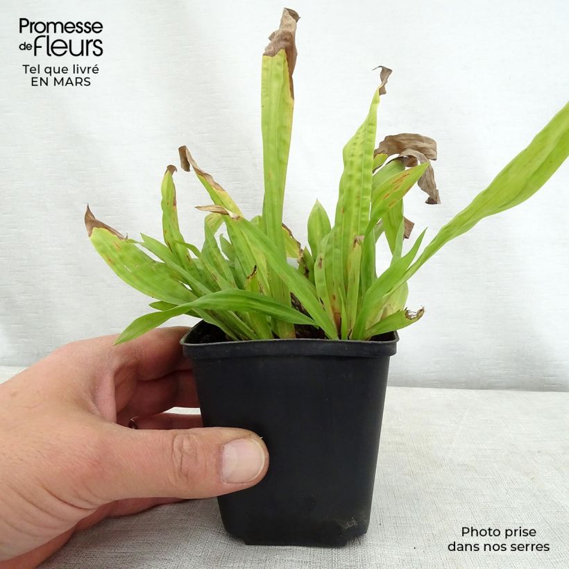 Carex plantaginea 8/9 cm pot sample as delivered in spring