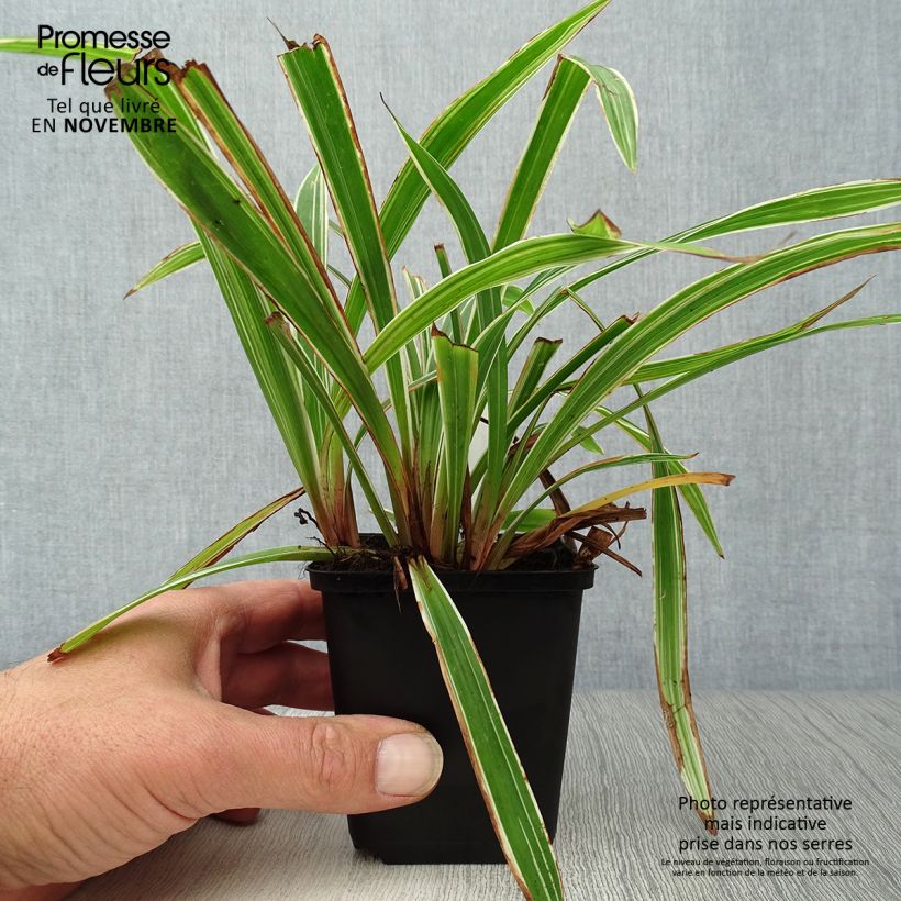 Carex siderosticta Variegata 8/9 cm pot sample as delivered in autumn