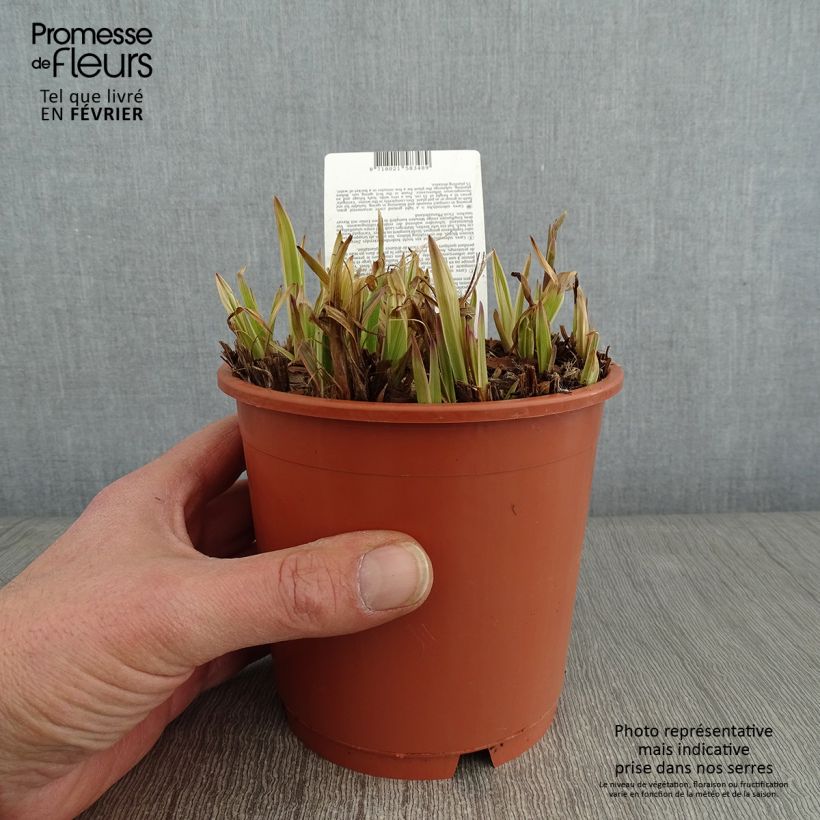 Carex siderosticta Variegata 1L/1.5L pot sample as delivered in winter