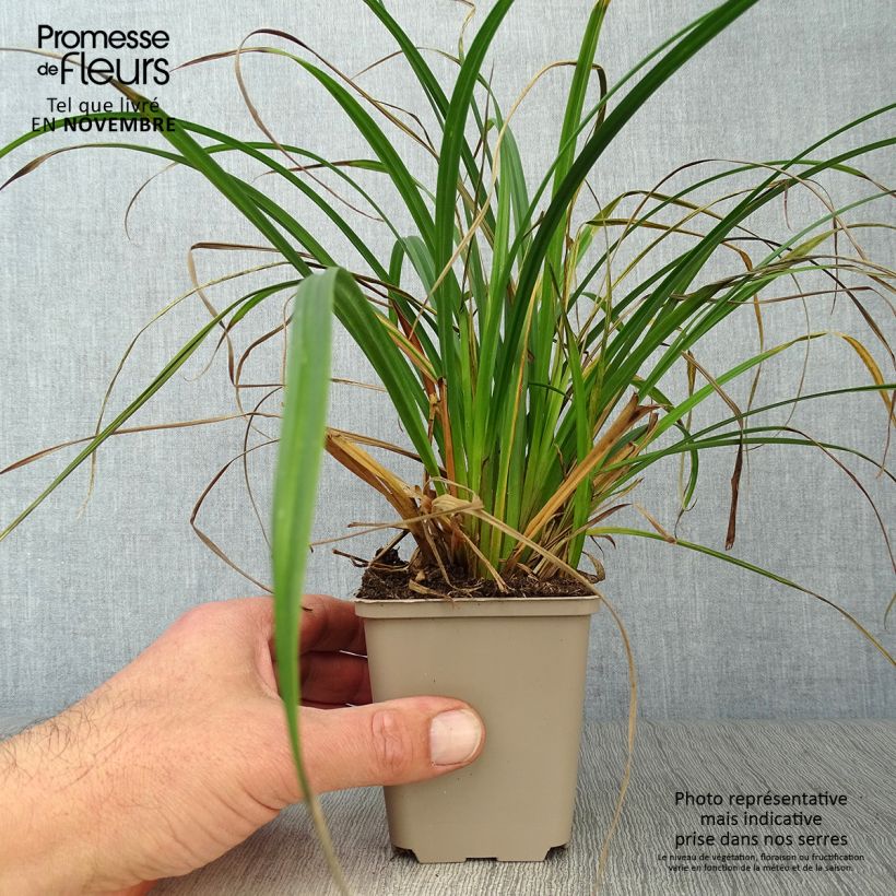 Carex sylvatica - Wood Sedge 8/9 cm pot sample as delivered in autumn