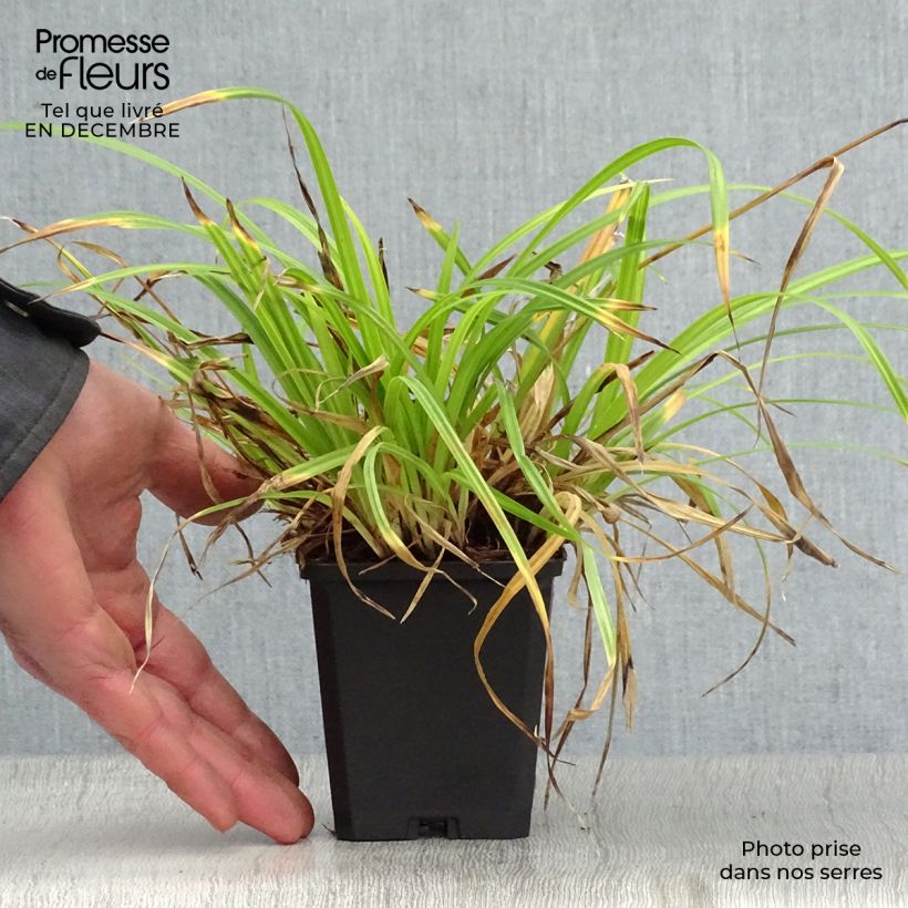 Carex sylvatica - Wood Sedge 8/9 cm pot sample as delivered in winter