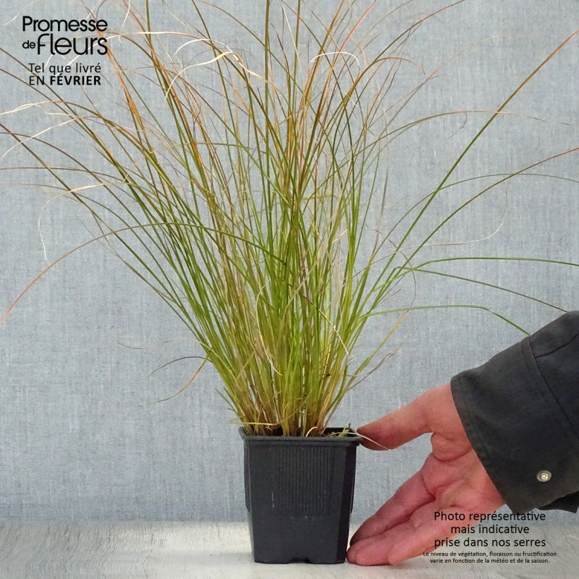 Carex testacea Lime Shine 8/9 cm pot sample as delivered in winter