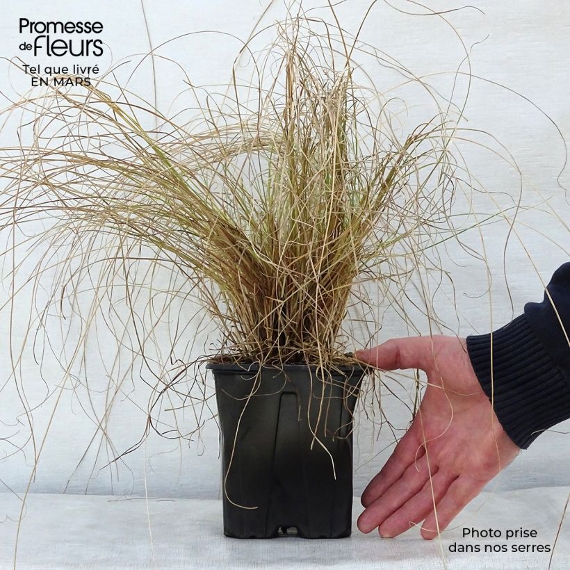 Carex testacea Lime Shine 2L/3L pot sample as delivered in spring